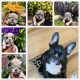 French Bulldog Puppies for sale in Colorado Springs, CO, USA. price: NA