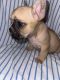 French Bulldog Puppies for sale in Hauppauge, NY, USA. price: NA