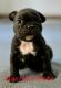 French Bulldog Puppies for sale in Shepherdsville, KY 40165, USA. price: $2,500