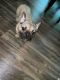 French Bulldog Puppies for sale in Carrboro, NC, USA. price: $2,500