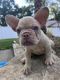 French Bulldog Puppies for sale in Smithfield, RI, USA. price: NA