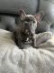 French Bulldog Puppies for sale in Texas City, TX, USA. price: $650