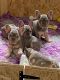 French Bulldog Puppies for sale in Michigan City, IN, USA. price: $650