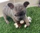 French Bulldog Puppies for sale in Sun City, AZ, USA. price: $1,500