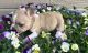 French Bulldog Puppies for sale in Coon Rapids, MN, USA. price: $2,000