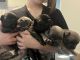 French Bulldog Puppies for sale in New Braunfels, TX, USA. price: NA