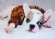 French Bulldog Puppies for sale in San Francisco, CA, USA. price: $1,000