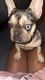 French Bulldog Puppies for sale in Corona, CA, USA. price: $2,500