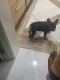French Bulldog Puppies for sale in Lehigh Acres, FL, USA. price: $2,500