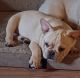 French Bulldog Puppies for sale in Columbus, OH, USA. price: $1,400