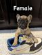 French Bulldog Puppies for sale in San Antonio, TX, USA. price: $2,000