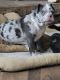 French Bulldog Puppies for sale in Cedar Grove, TN 38321, USA. price: $3,000