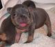 French Bulldog Puppies for sale in Interlachen, FL 32148, USA. price: NA