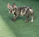 French Bulldog Puppies for sale in Long Beach, CA, USA. price: $1,800