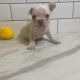 French Bulldog Puppies for sale in 30 Washington St, Somerville, MA 02143, USA. price: $650