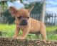 French Bulldog Puppies for sale in New York, NY, USA. price: NA