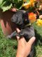 French Bulldog Puppies for sale in Palm Coast, FL 32137, USA. price: NA
