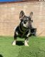 French Bulldog Puppies for sale in Poway, CA 92064, USA. price: NA
