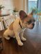 French Bulldog Puppies for sale in St Johns, FL 32259, USA. price: $1,700