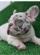 French Bulldog Puppies for sale in Louisiana, MO 63353, USA. price: $750