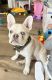 French Bulldog Puppies for sale in Richmond, VA, USA. price: $3,500