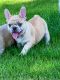 French Bulldog Puppies for sale in Odessa, TX, USA. price: NA