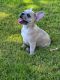 French Bulldog Puppies for sale in Odessa, TX, USA. price: $4,000