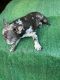 French Bulldog Puppies for sale in Florida, NY, USA. price: $1,400