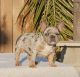 French Bulldog Puppies for sale in Florida, NY, USA. price: $1,800