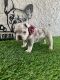 French Bulldog Puppies for sale in Fort Myers, FL, USA. price: $3,500