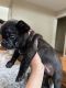 French Bulldog Puppies for sale in Richton, MS 39476, USA. price: $1,000