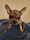 French Bulldog Puppies for sale in Quincy, IL, USA. price: $2,000