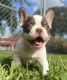 French Bulldog Puppies for sale in Hialeah, FL 33018, USA. price: $2,800
