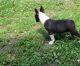 French Bulldog Puppies for sale in Lexington, NC 27292, USA. price: $900