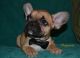 French Bulldog Puppies for sale in Greenwood, MO 64034, USA. price: $3,500