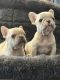French Bulldog Puppies for sale in Jekyll Island, GA 31527, USA. price: NA