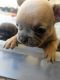 French Bulldog Puppies for sale in Ontario, CA, USA. price: $2,500