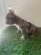 French Bulldog Puppies for sale in Sun City, AZ 85351, USA. price: $2,500