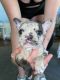 French Bulldog Puppies for sale in Woodruff, SC 29388, USA. price: NA