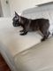 French Bulldog Puppies for sale in Cleveland, NC 27013, USA. price: $2,700