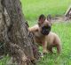 French Bulldog Puppies for sale in Winnsboro, TX 75494, USA. price: $2,500