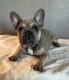 French Bulldog Puppies for sale in Pittsburg, CA 94565, USA. price: NA
