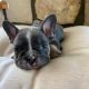 French Bulldog Puppies for sale in Florida, NY, USA. price: $1,200