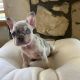 French Bulldog Puppies for sale in Florida, NY, USA. price: NA