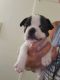 French Bulldog Puppies for sale in Tucson, AZ 85705, USA. price: NA