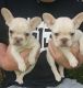 French Bulldog Puppies for sale in Dighton, MA, USA. price: $2,500