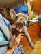 French Bulldog Puppies for sale in Acushnet, MA 02743, USA. price: $3,750