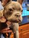 French Bulldog Puppies for sale in Acushnet, MA 02743, USA. price: $3,750