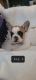 French Bulldog Puppies for sale in Myton, UT 84052, USA. price: $1,200