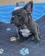 French Bulldog Puppies for sale in Dinuba, CA, USA. price: $1,800